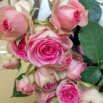 Trandafiri Mini Edenrose (Meibigboni)