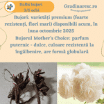 Bujori Mother's Choice
