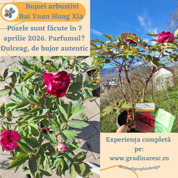 Bujori arbustivi Bai Yuan Hong Xia