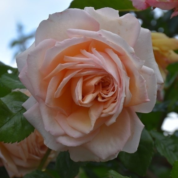 Trandafiri Barock