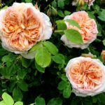 Trandafiri Bathsheba