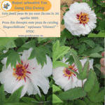 Bujori arbustivi Yue Gong Zhu Guang