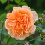 Trandafiri Dame Judi Dench