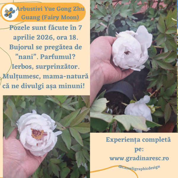 Bujori arbustivi Yue Gong Zhu Guang