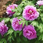 Bujori arbustivi Fu Gui Man Tang
