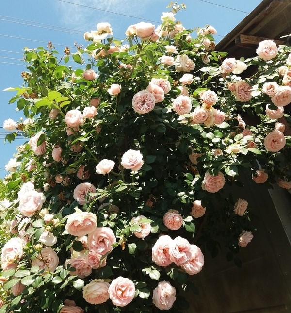 Trandafiri Giardina