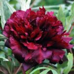 Bujori arbustivi Hei Bao