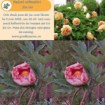 Bujori arbustivi Jin Ge (Kinkaku)