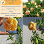 Bujori arbustivi Jin Ge (Kinkaku)