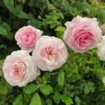 Trandafiri Larissa®