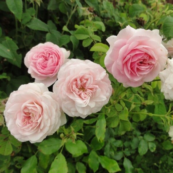 Trandafiri Larissa® (Korbaspro) Trandafiri Larissa®