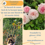 Trandafiri Larissa®