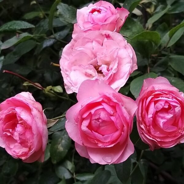 Trandafiri Mini Edenrose