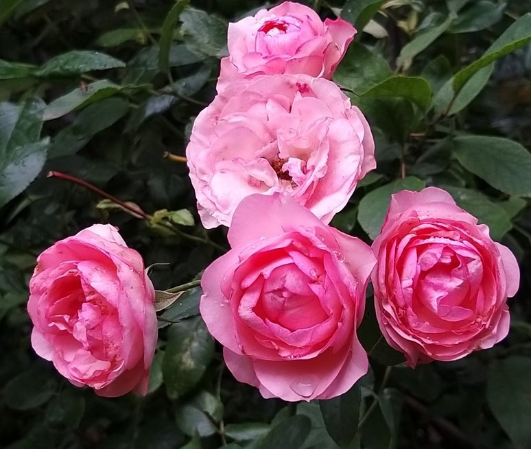 Trandafiri Mini Edenrose