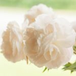 Bujori Mother's Choice