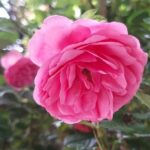 Trandafiri Pomponella® (Korpompan)