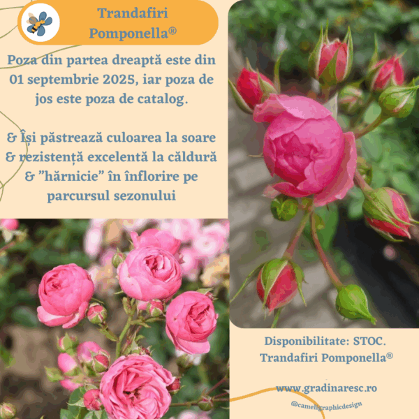 Trandafiri Pomponella® (Korpompan)