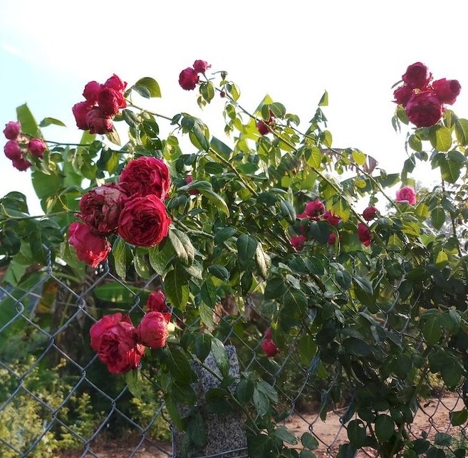 Trandafiri Red Edenrose