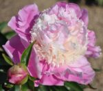 Bujori She's My Star