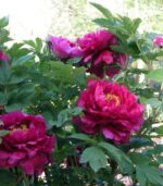 Bujori arbustivi Wu Long Peng Sheng