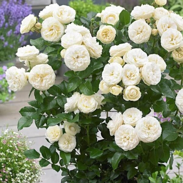 Trandafiri albi Artemis