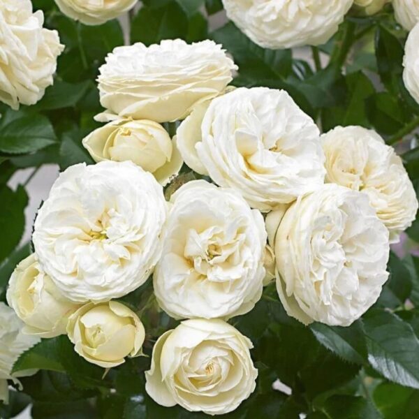 Trandafiri albi Artemis