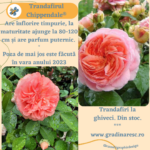 Trandafiri Chippendale®