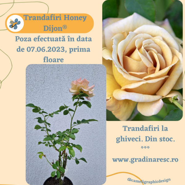 Trandafiri Honey Dijon®