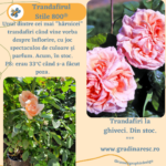 Trandafiri roz Stile 800®