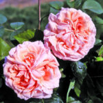 Trandafiri Stile 800