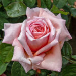 Trandafiri Stile 800