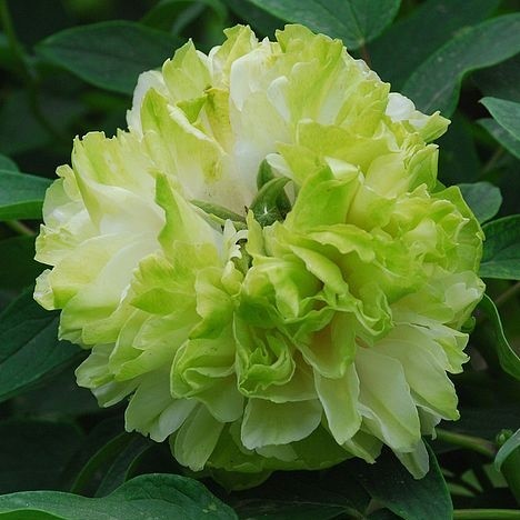 Bujori arbustivi Lu Mu Ying Yu (Green Jade)