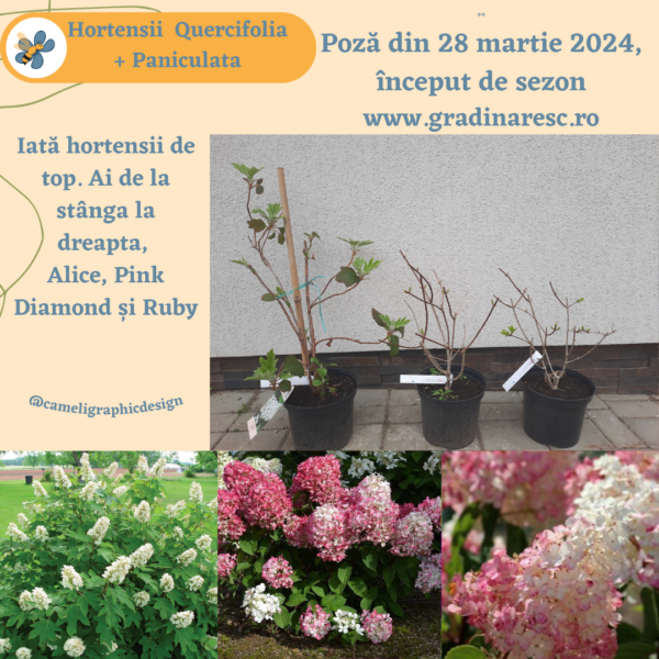 Hortensie – Hydrangea Paniculata Pink Diamond