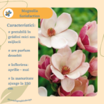 Magnolia Satisfaction