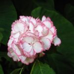 Hortensie - Hydrangea Macrophylla Cocktail