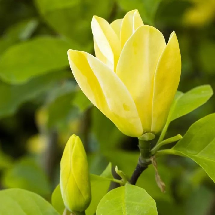 Magnolia Daphne