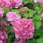Hortensie - Hydrangea Macrophylla Farfalle