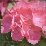 Hortensie - Hydrangea Macrophylla Farfalle