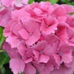 Hortensie - Hydrangea Macrophylla Farfalle