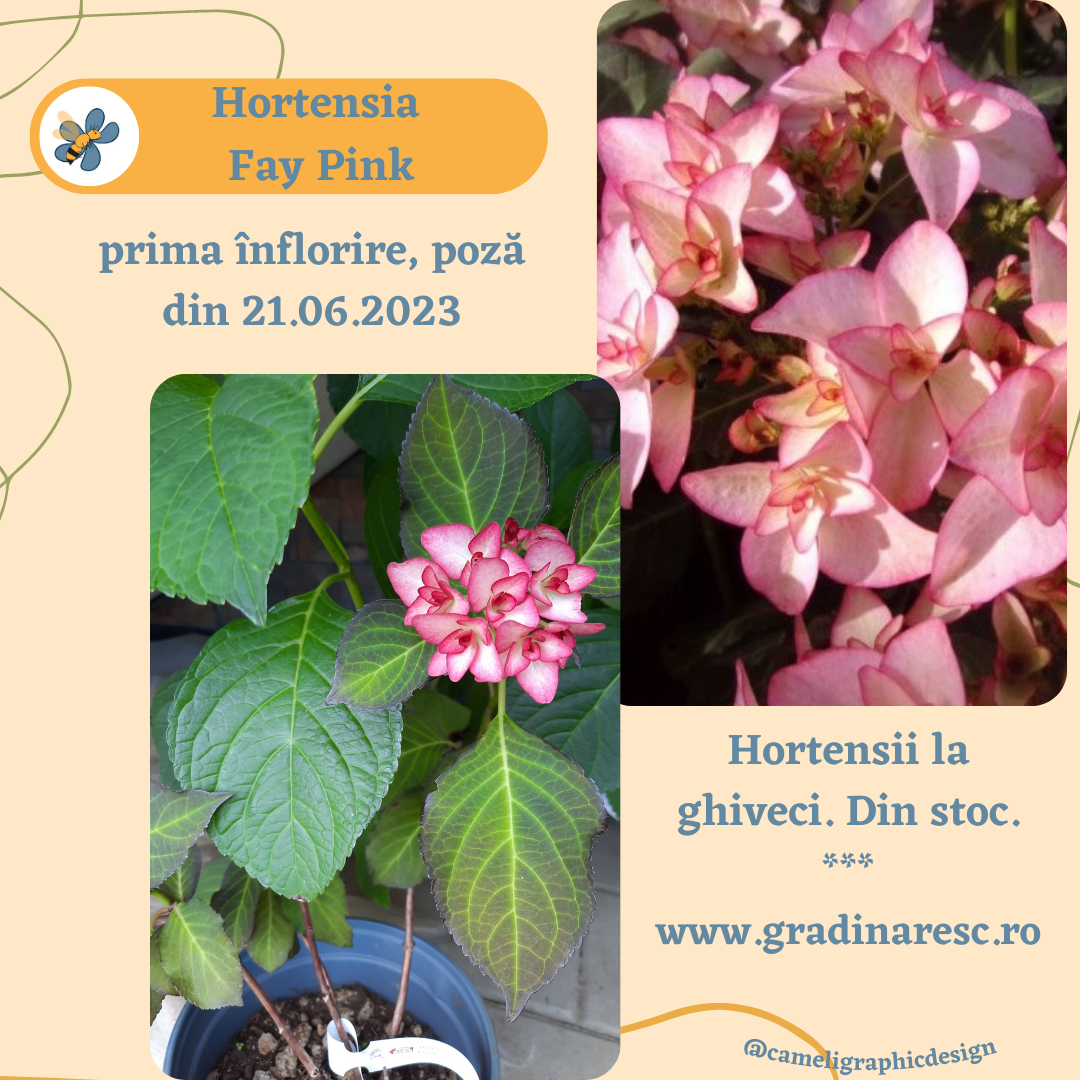 Hortensie – Hydrangea Macrophylla Fay Pink