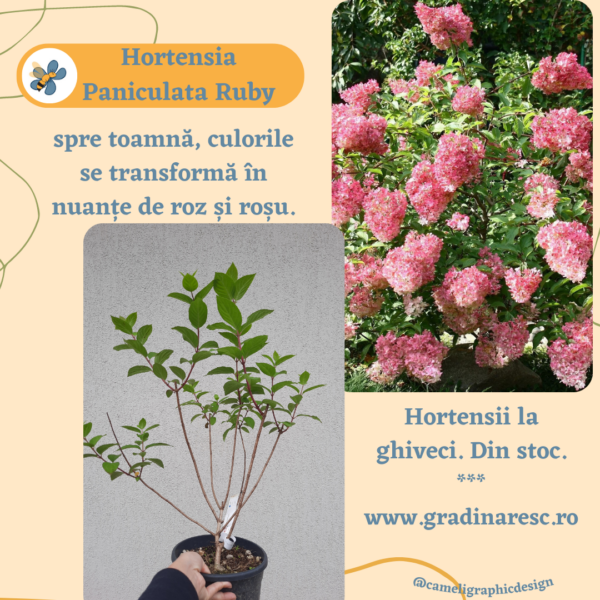 Hortensie – Hydrangea Paniculata Ruby
