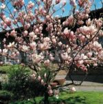 Magnolia Satisfaction