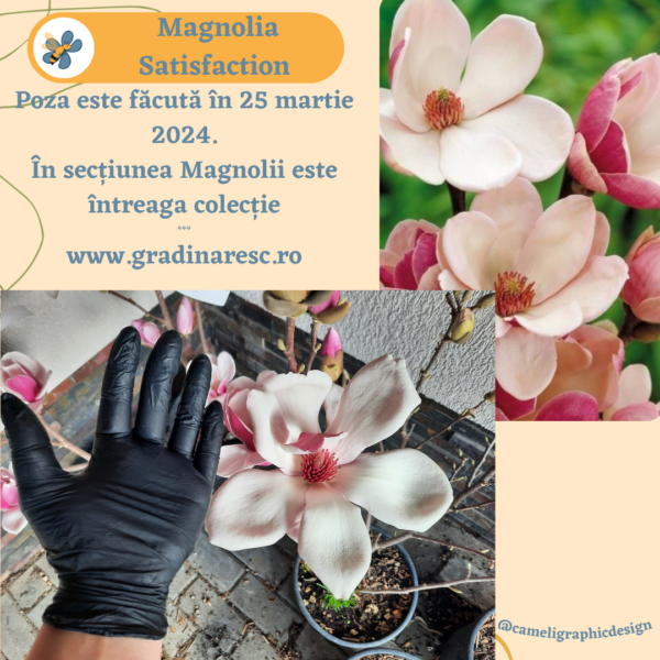 Magnolia Satisfaction