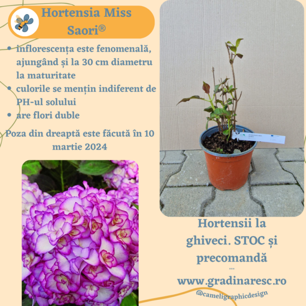 Hortensie - Hydrangea Macrophylla Miss Saori®