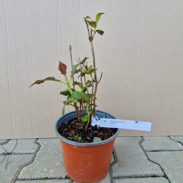 Hortensie - Hydrangea Macrophylla Miss Saori®