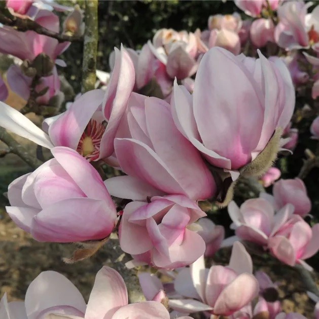 Magnolia Festirose