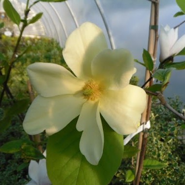 Magnolia Golden Sun