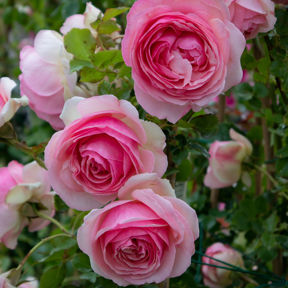 Trandafiri Pierre de Ronsard®