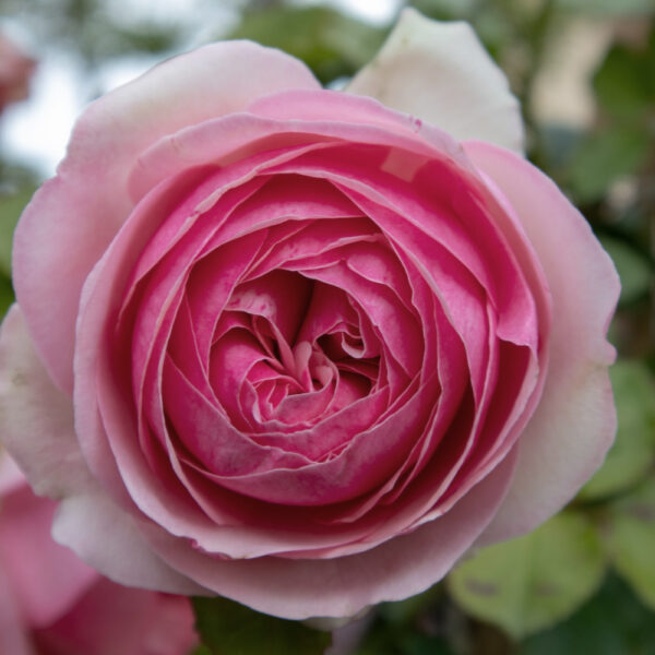 Trandafiri Pierre de Ronsard®
