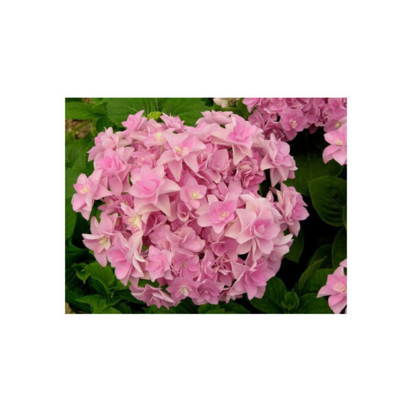 Hortensie - Hydrangea Macrophylla You & Me Romance®
